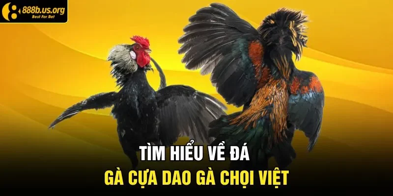Tìm hiểu về đá gà cựa dao gà chọi việt